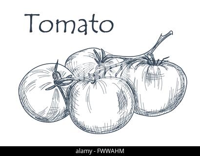 Tomates à la main sur fond blanc Illustration de Vecteur