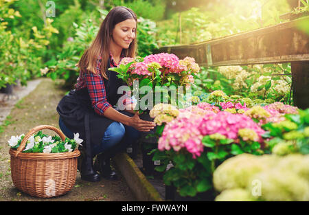 Jeune femme dans une pépinière tenant une plante en pot d'hortensias rose dans ses mains alors qu'elle s'agenouille dans l'allée entre les plantes avec un b Banque D'Images