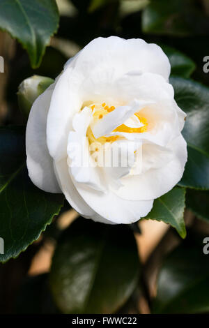 Fleurs blanches doubles de la fin de l'hiver, cet arbuste en fleurs de Camellia japonica 'Elizabeth Dowd' Banque D'Images