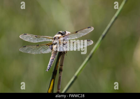 Reposant sur une tige sortant d'un étang est un four-spotted chaser libellule, Libellula quadrimaculata Banque D'Images