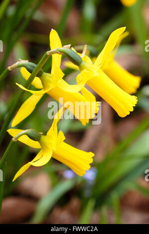 Petite trompette jaune fleurs du début du printemps, la floraison Narcissus cyclamineus 'l'usurpateur' Banque D'Images