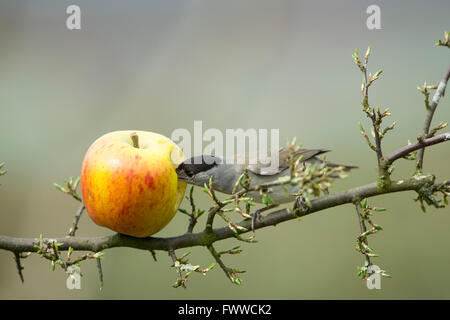 Un mâle Blackcap (Sylvia atricapilla) se nourrissant d'apple comme gauche birdfood dans un jardin de banlieue, Hastings, East Sussex, UK Banque D'Images