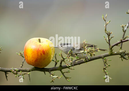 Un mâle Blackcap (Sylvia atricapilla) se nourrissant d'apple comme gauche birdfood dans un jardin de banlieue, Hastings, East Sussex, UK Banque D'Images