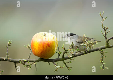 Un mâle Blackcap (Sylvia atricapilla) se nourrissant d'apple comme gauche birdfood dans un jardin de banlieue, Hastings, East Sussex, UK Banque D'Images