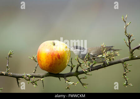 Un mâle Blackcap (Sylvia atricapilla) se nourrissant d'apple comme gauche birdfood dans un jardin de banlieue, Hastings, East Sussex, UK Banque D'Images