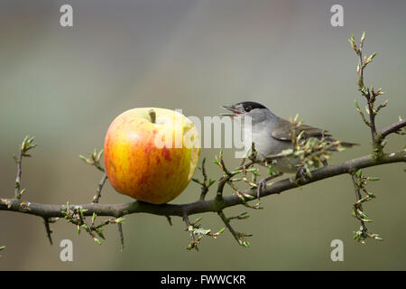 Un mâle Blackcap (Sylvia atricapilla) se nourrissant d'apple comme gauche birdfood dans un jardin de banlieue, Hastings, East Sussex, UK Banque D'Images