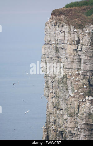Vue sur mer nichant colonies sur des falaises de Bempton à, East Yorkshire, UK Banque D'Images