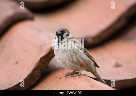 Un arbre adulte Sparrow (passer montanus) veille à partir d'un toit de tuiles près de l'endroit où elle est la nidification, falaises de Bempton RSPB. Banque D'Images