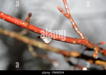 Une seule goutte d'eau suspendu à une branche rouge au début du printemps Banque D'Images