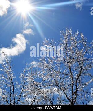 Belle photo de l'rayons soleils et les cristaux de glace réfléchissant sur les arbres contre un ciel bleu Banque D'Images