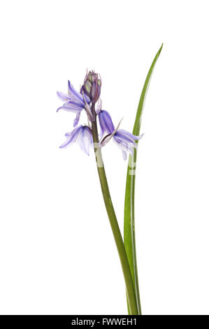 Bluebell flowers et une feuille blanche contre isolés Banque D'Images