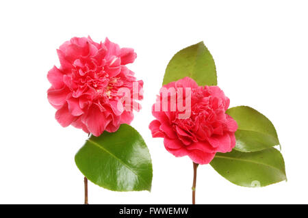 Deux fleurs de camélia rouge et evergreen feuilles isolées contre white Banque D'Images