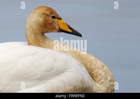 Cygne chanteur (Cygnus cygnus) portrait se tenait dans le lac Banque D'Images