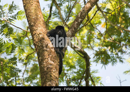 Hurleurs Alouatta palliata (manteau) reposant dans un arbre, province de Limón, Costa Rica Banque D'Images