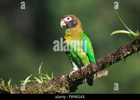 Brown-hooded Parrot (Pyrilia haematotis) perché sur une branche d'arbre, homme, Province de Heredia, Costa Rica Banque D'Images