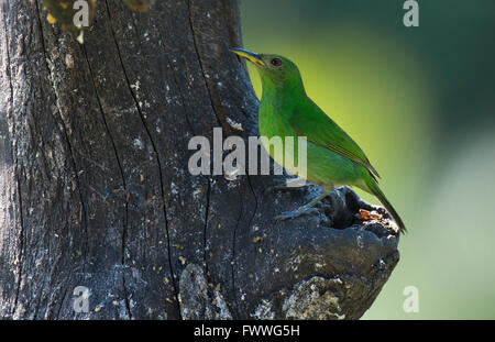 Green Honeycreeper (Chlorophanes spiza) perché sur un tronc d'arbre, femme, Province de Heredia, Costa Rica Banque D'Images