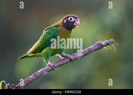 Brown-hooded Parrot (Pyrilia haematotis) perché sur une branche d'arbre, homme, Province de Heredia, Costa Rica Banque D'Images