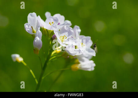 Blooming cardamine des prés (Cardamine pratensis, Saxe, Allemagne Banque D'Images