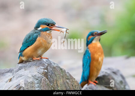 Le Martin-pêcheur (Alcedo atthis), d'officier de l'allaitement, Hesse, Allemagne Banque D'Images