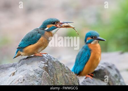 Le Martin-pêcheur (Alcedo atthis), d'officier de l'allaitement, Hesse, Allemagne Banque D'Images