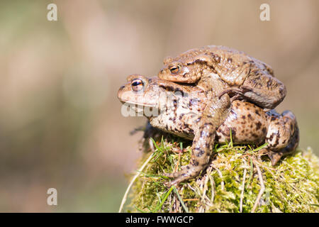 Crapauds (Bufo commun Bufu) Migration, Hesse, Allemagne Banque D'Images
