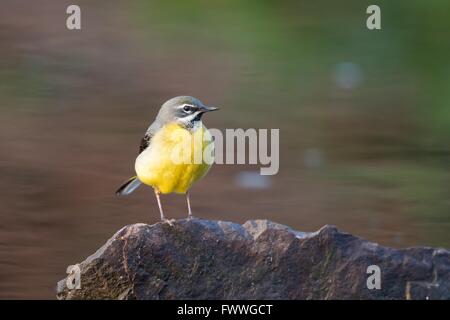 Bergeronnette des ruisseaux (Motacilla cinerea) debout sur une pierre, Hesse, Allemagne Banque D'Images