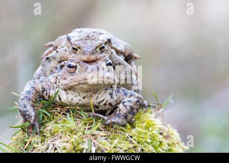 Crapauds (Bufo commun Bufu) Migration, Hesse, Allemagne Banque D'Images