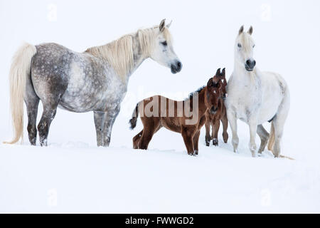 Les chevaux arabes pur-sang, des juments avec poulains dans la neige, gris, Tyrol, Autriche Banque D'Images