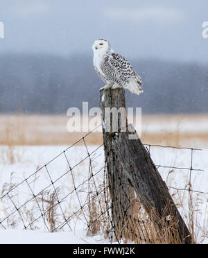 Snowy Owl assis sur un poteau de clôture Banque D'Images