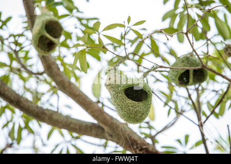 Weaver nest on tree Banque D'Images