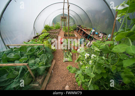 Un polytunnel en été la météo, Shropshire, Angleterre. Banque D'Images