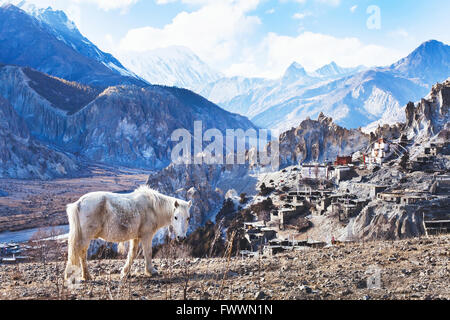 Beau paysage du Népal, Tibet, cheval blanc et montagnes de l'Himalaya, le circuit de l'Annapurna Banque D'Images