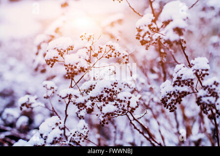 Beau fond d'hiver, près des plantes gelé recouvert de neige Banque D'Images