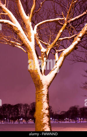 Arbre est couvert de neige dans les prés d'Édimbourg. Photos par Pako Mera Banque D'Images