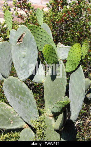 Opuntia ficus indica, également appelé Nopal, indienne et le figuier de Barbarie opuntia figuier Banque D'Images