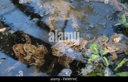 Leipzig, Allemagne. 06 avr, 2016. Les crapauds se reproduisent dans l'Elster et Pleisseau nature Forêt de conservation à Leipzig, Allemagne, 06 avril 2016. Après la migration de leurs quartiers d'hiver, frayer les chaînes sont fixées dans des eaux à être fécondée par un mâle au cours de six à douze heures. La femelle pond de 3000 à 6000 œufs, avec de minuscules têtards nouveaux après environ une semaine. Photo : SEBASTIAN WILLNOW/dpa/Alamy Live News Banque D'Images