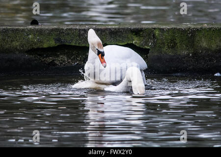 Helston, Cornwall, UK. 8 avril 2016. Météo britannique. Le printemps est en plein essor comme les cygnes s'accouplent et font des nids. On voit ici un couple au lac de plaisance à Helston. Crédit : Simon Maycock/Alamy Live News Banque D'Images