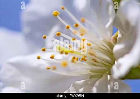 Fleurs de Cerisiers en fleurs au printemps en pleine floraison Banque D'Images