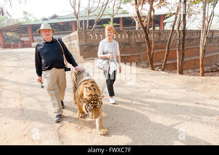 Couple en train de marcher un tigre à travers jardins du temple au Tiger Temple dans le Nord de la Thaïlande à Wat Pa Luang Ta Bowa Yannasampanno Banque D'Images