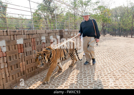 Marche à travers un tigre mâle jardins du temple au Tiger Temple dans le Nord de la Thaïlande à Wat Pa Luang Ta Bowa Yannasampanno Banque D'Images