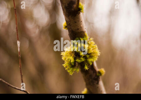 Nature Banque D'Images