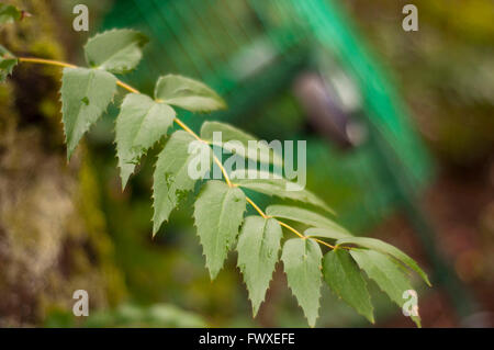 Feuilles Banque D'Images