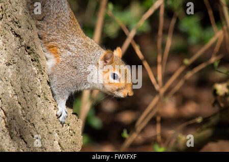 Un écureuil gris (Sciurus carolinensis) marque une pause en descendant un arbre dans la tête la Bath, Angleterre, Royaume-Uni. Banque D'Images