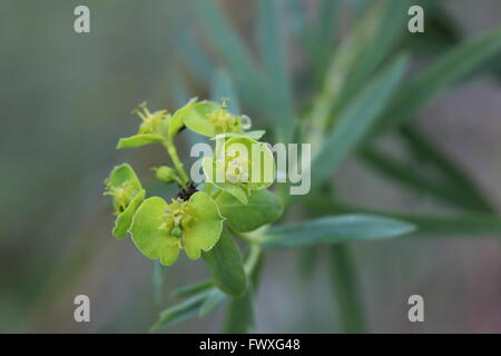 Fleurs bizarres de l'euphorbe ésule (Euphorbia) plante. Banque D'Images