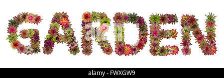 Jardin des lettres majuscules de l'alphabet de fleurs de broméliacées isolé sur fond blanc