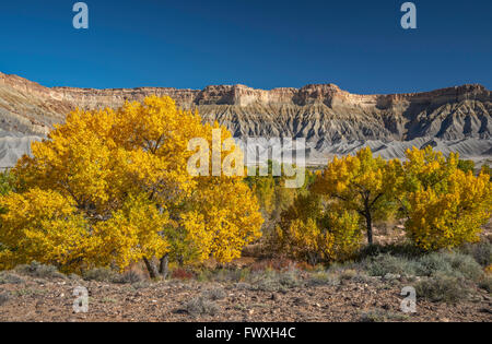 L'Caineville Mesa, cottonwood arbres en automne couleurs sur Fremont River, près de Capitol Reef National Park, Utah, USA Banque D'Images