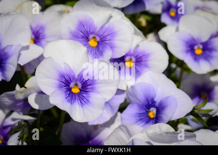 Lilas, pourpre et jaune pensées in Garden Banque D'Images