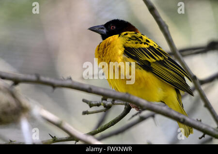 Village de sexe masculin (Ploceus cucullatus) Weaver sur branch Banque D'Images