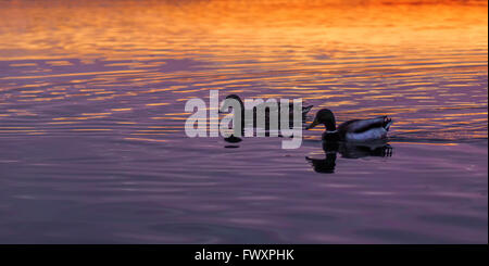 Les canards sauvages sur la rivière au printemps soir Banque D'Images