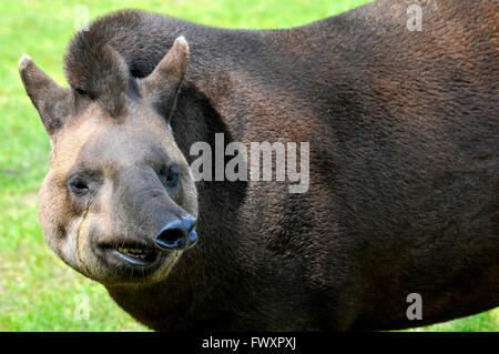 Portrait de tapir d'Amérique du Sud Tapirus terrestris () donnant l'impression d'un sourire Banque D'Images